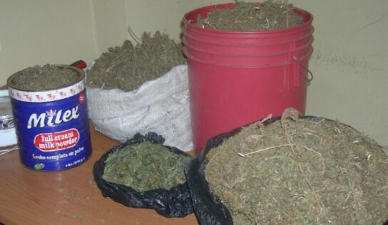 DICAN incauta 80 libras de marihuana