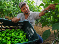 RD celebra Día Mundial de la Agricultura con hechos; produce 85% de lo que consume