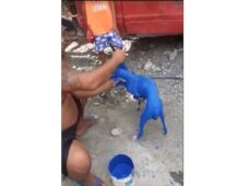 Se entrega ante Fiscalía de Azua ciudadano requerido por maltrato en vídeo pintando un perro
