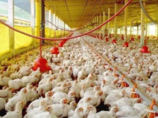 Avicultores saludan medidas de apoyo instauradas por el Gobierno